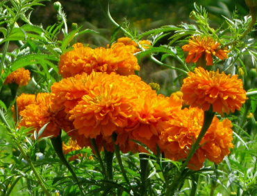EL ROLLO de flores de cempasúchil y «mano de león» costará esta temporada cerca de 40 pesos.