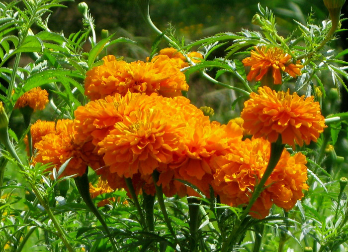 EL ROLLO de flores de cempasúchil y «mano de león» costará esta temporada cerca de 40 pesos.