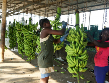 MÁS DE 400 millones de personas en todo el mundo dependen de la producción del plátano.