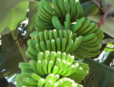 COLIMA ES una región idónea para el cultivo del plátano orgánico.
