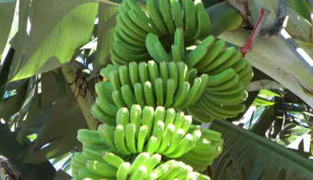 COLIMA ES una región idónea para el cultivo del plátano orgánico.