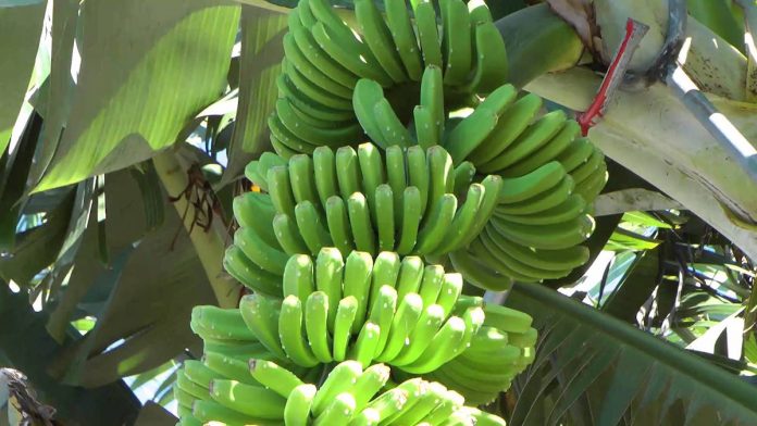 COLIMA ES una región idónea para el cultivo del plátano orgánico.