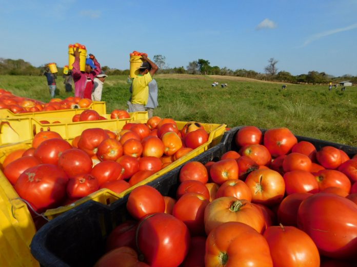 EL ARANCEL del 17.5 %, impuesto por EU desde el 7 de mayo pasado a las exportaciones mexicanas de jitomate, pone en riesgo miles de empleos en el agro mexicano.