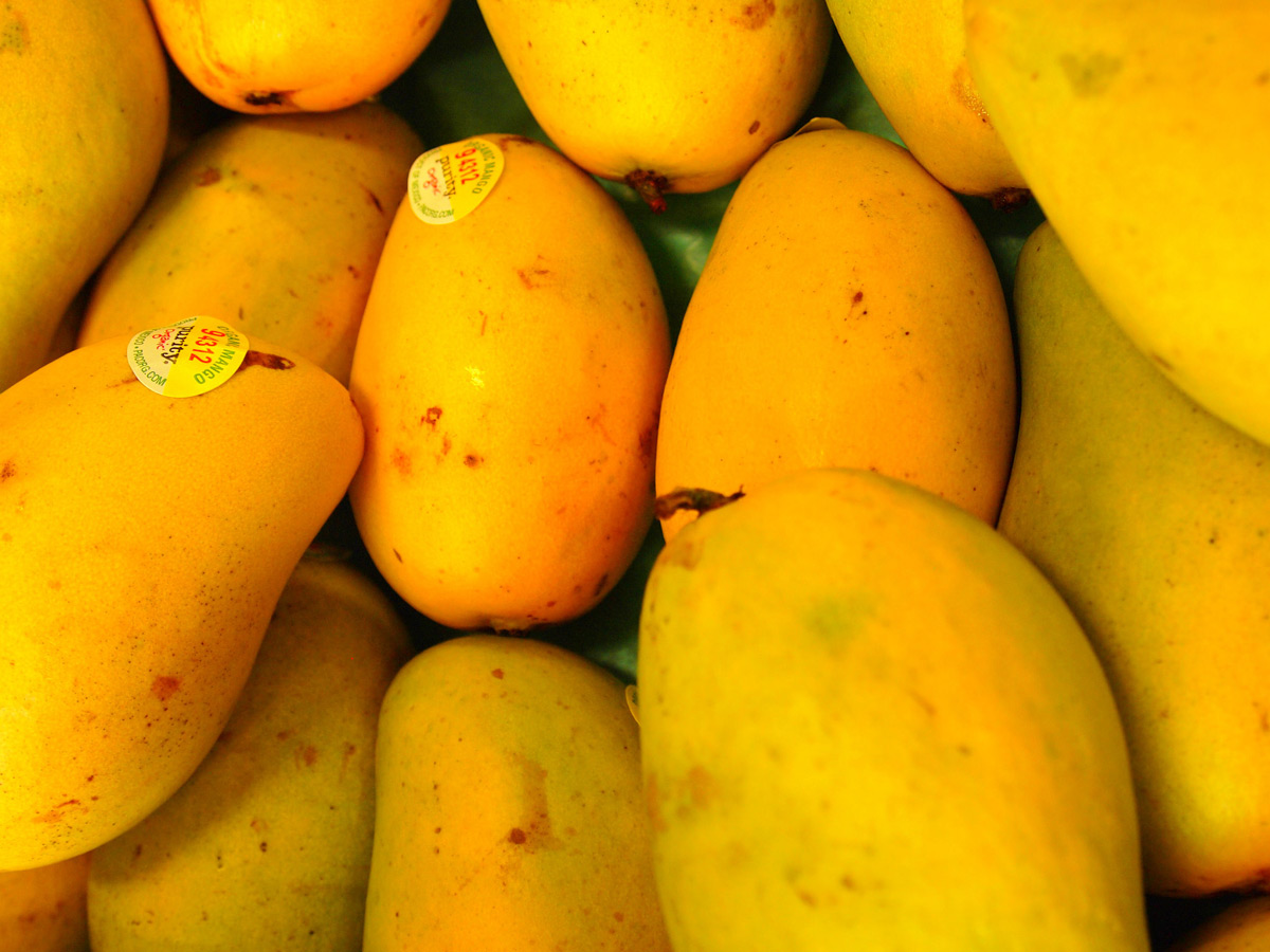 LAS EXPORTACIONES de mango oaxaqueño a EE. UU. generan anualmente ingresos por mil 400 millones de pesos.