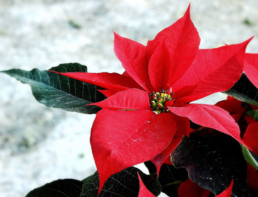 LAS FLORES de nochebuena ya comenzaron a venderse en Zitácuaro, Michoacán.