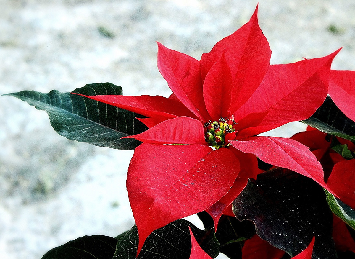 LAS FLORES de nochebuena ya comenzaron a venderse en Zitácuaro, Michoacán.