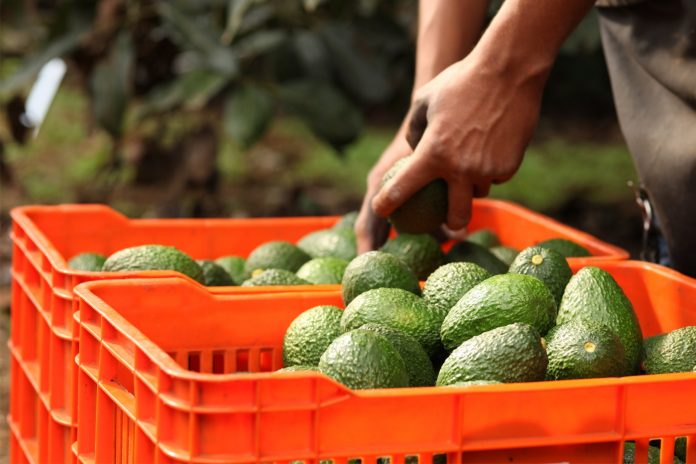 DURANTE UNA semana los productores paralizaron el corte de fruta.