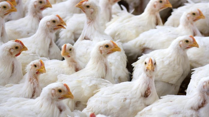 EN GUANAJUATO Y Querétaro ya eliminaron poblaciones completas de aves en algunos criaderos donde detectaron brotes de gripe aviar.