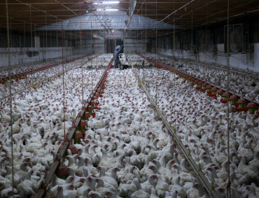 LAS EMPRESAS argentinas que pueden venderle pollo a México pasaron de cuatro a once.