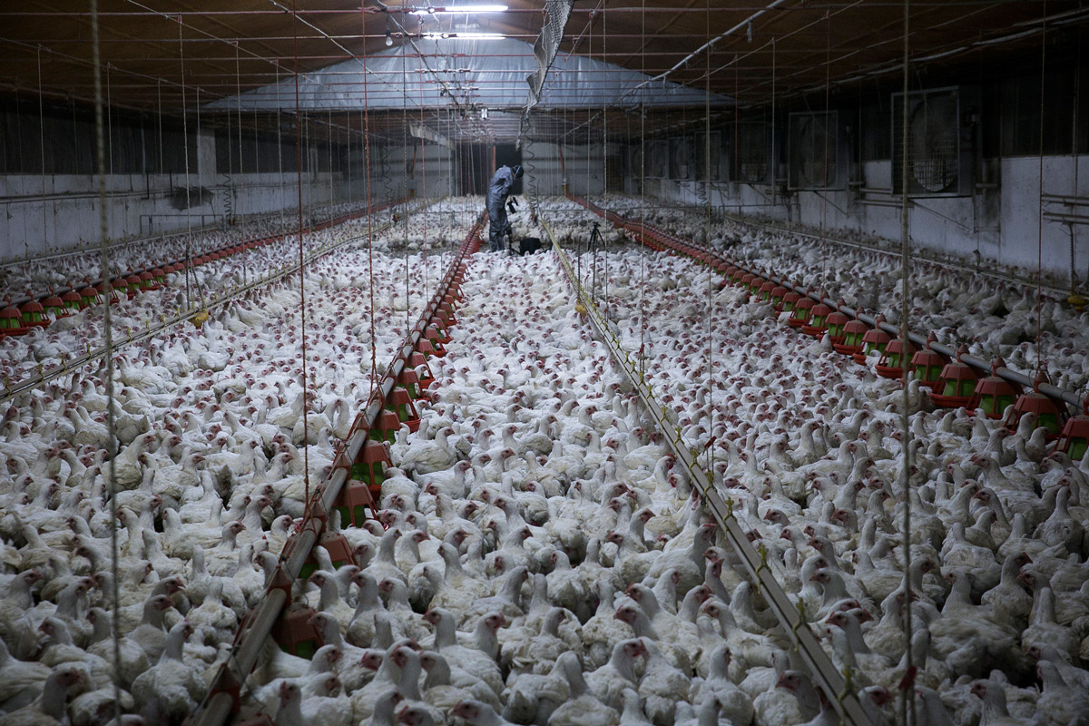 LAS EMPRESAS argentinas que pueden venderle pollo a México pasaron de cuatro a once.