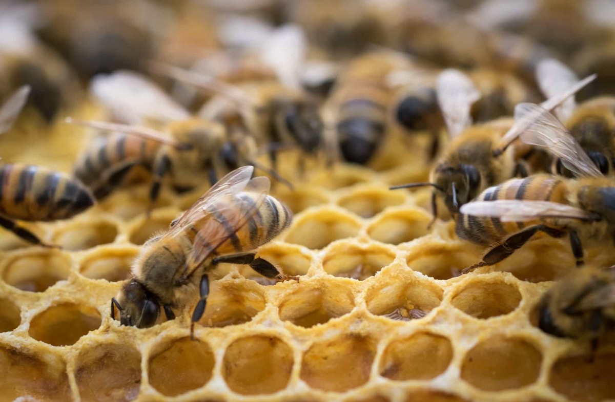DESDE EL 2007 la población de abejas del país disminuye.
