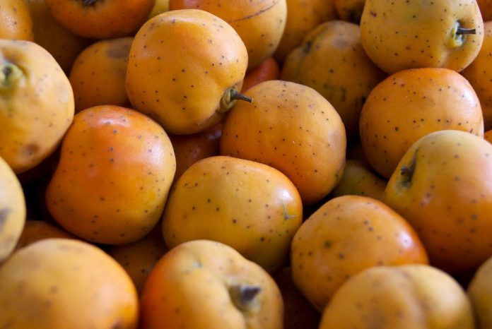 LOS PRODUCTORES de tejocote de Puebla cosecharán cinco mil toneladas para la temporada decembrina.