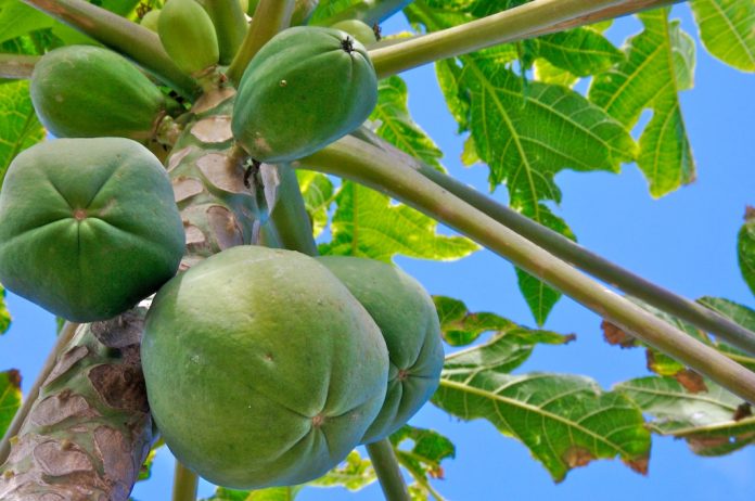 LA PAPAYA mexicana continuará su exportación a EE.UU. tras de que la FDA estadounidense señalara que una distribuidora de Nueva York es el foco de la salmonella Uganda.