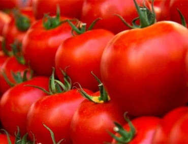 PARA BUSCAR soluciones al problema de la exportación de tomate a EE.UU., representantes de SADER, de la Secretaría de Economía y del gobierno sinaloense se reunieron con tomateros.