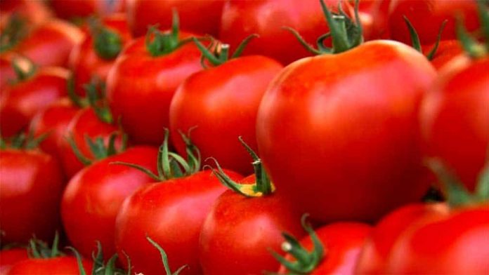 PARA BUSCAR soluciones al problema de la exportación de tomate a EE.UU., representantes de SADER, de la Secretaría de Economía y del gobierno sinaloense se reunieron con tomateros.
