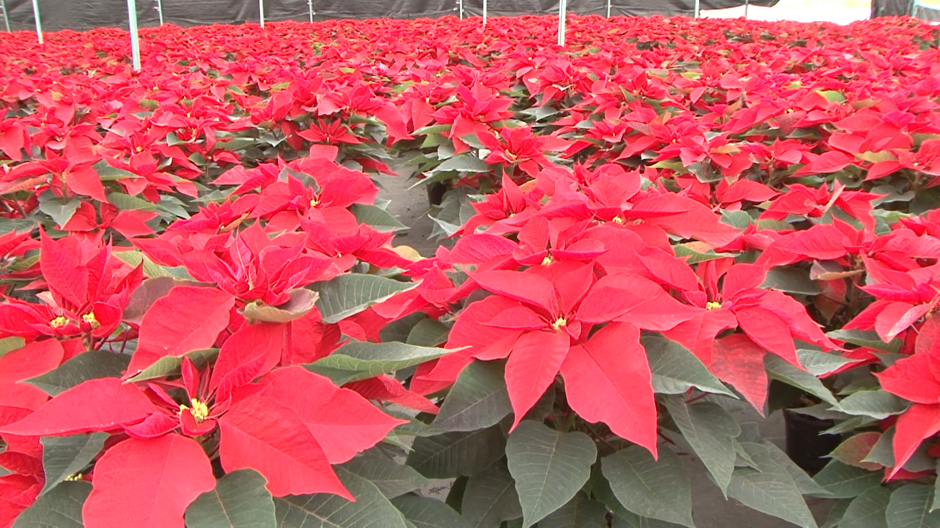 EL PAÍS de origen de la Nochebuena es México este 2022 se superaría la cantidad producida el año anterior, a fin de que sea utilizada en las celebraciones de Navidad y año nuevo