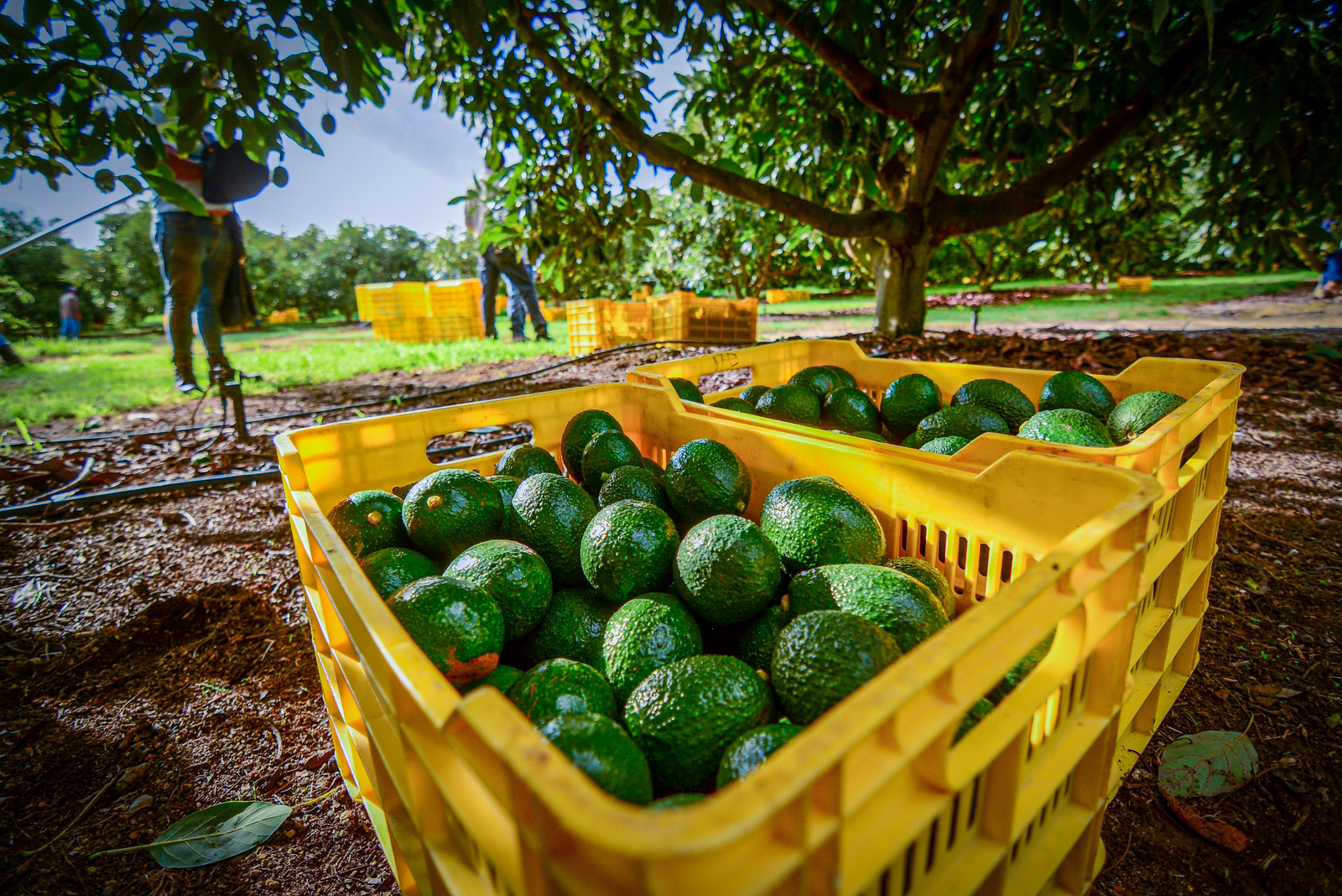 2_33b55429-8c26-4ea8-acdf-610c1e0089de Para julio de 2023, a un año del primer envío de aguacate jalisciense a Estados Unidos, APEAM-.APEAJAL calculan que sumarían entre 80 y 100 mil toneladas las exportadas a esa nación, lo que es un éxito para los aguacateros de la entidad, aunado a que siguen las ventas a Europa y Asia.