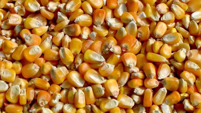 EL MAÍZ amarillo es uno de los productos que Estados Unidos más exporta a México.