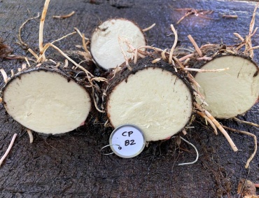 La malanga o taro es un tubérculo similar al camote o a la papa, originario de Asia, que se cultiva con éxito en regiones pantanosas y húmedas mexicanas poco aptas para la agricultura comercial