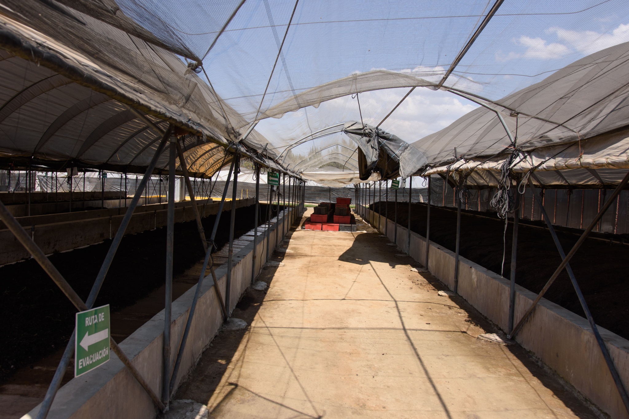 Productores de berries de Berrymex usan microorganismos e insectos ...