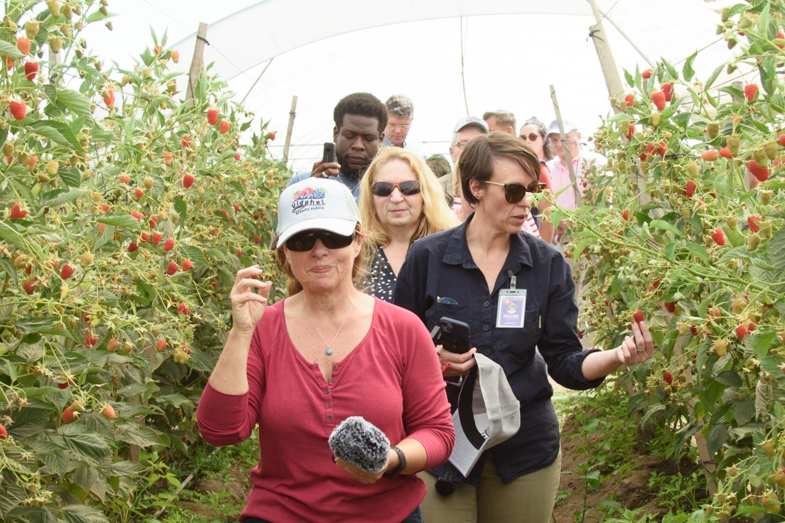 Productores de berries de Berrymex usan microorganismos e insectos ...
