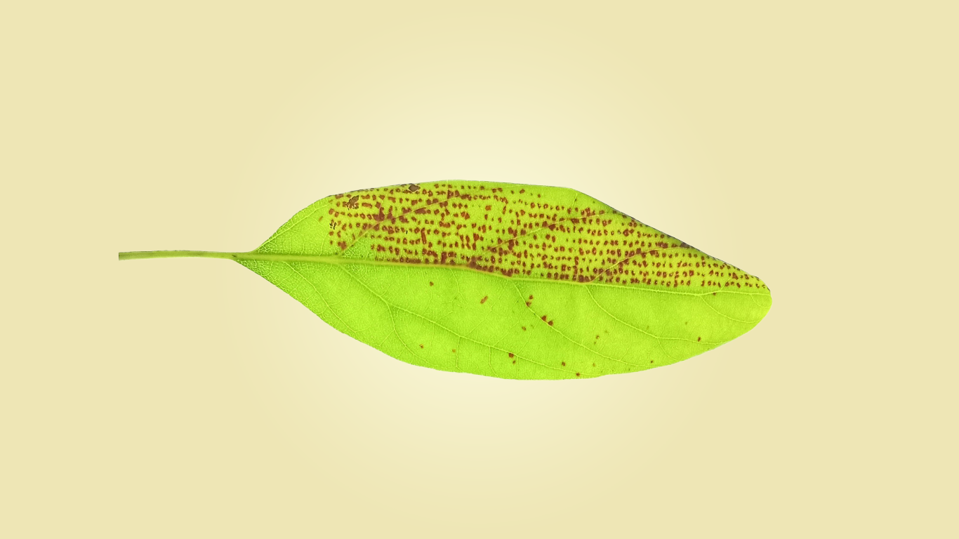 aguacate_23_3