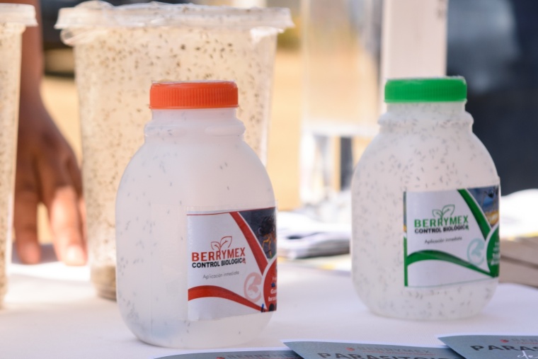 Productores de berries de Berrymex usan microorganismos e insectos ...