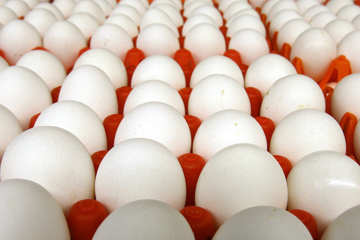 El costo promedio del kilo de huevos al productor es 24.1% en el último mes, un 8.1% semanal al cierre de la primera semana del mes de junio del año en curso. (GCMA/Milenio) 
