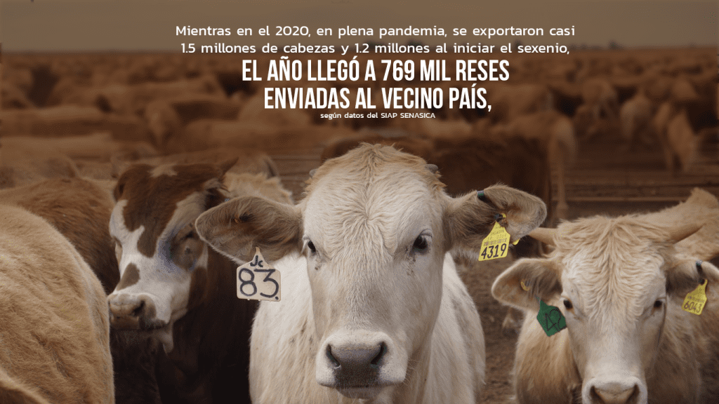 ganado3