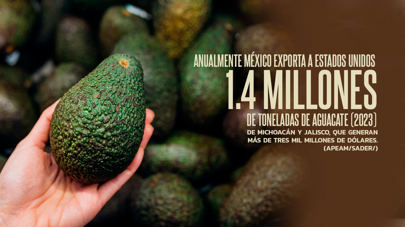 aguacate_suspendido2