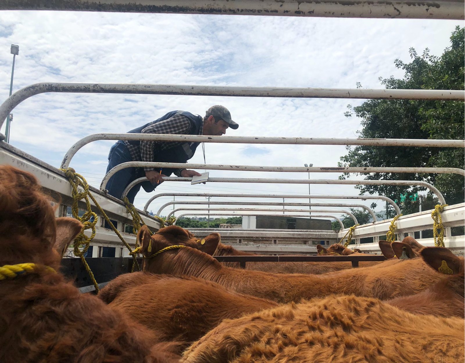 ASICA CONTROL SANITARIO GANADO VACAS