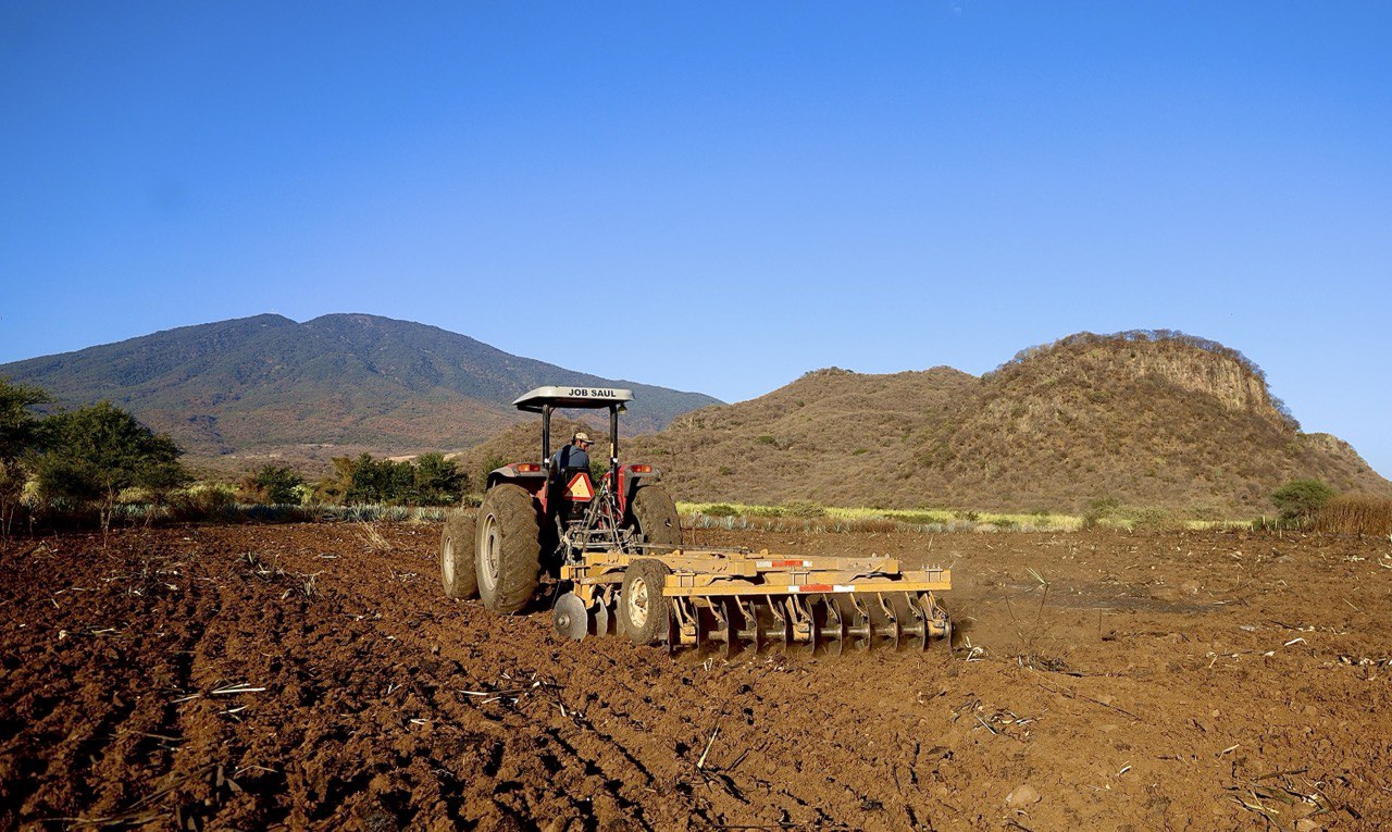 reconversión productiva agave a caña 3