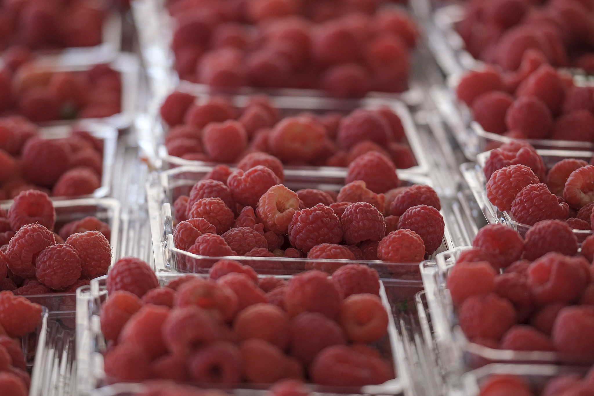 jalisco foodex 3 berries